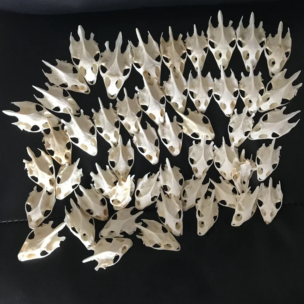 1pcs Pieces of Sea Turtle Skull Crafts Jewelry, Educational Taxidermy Monster Skull Specimen Collection 4