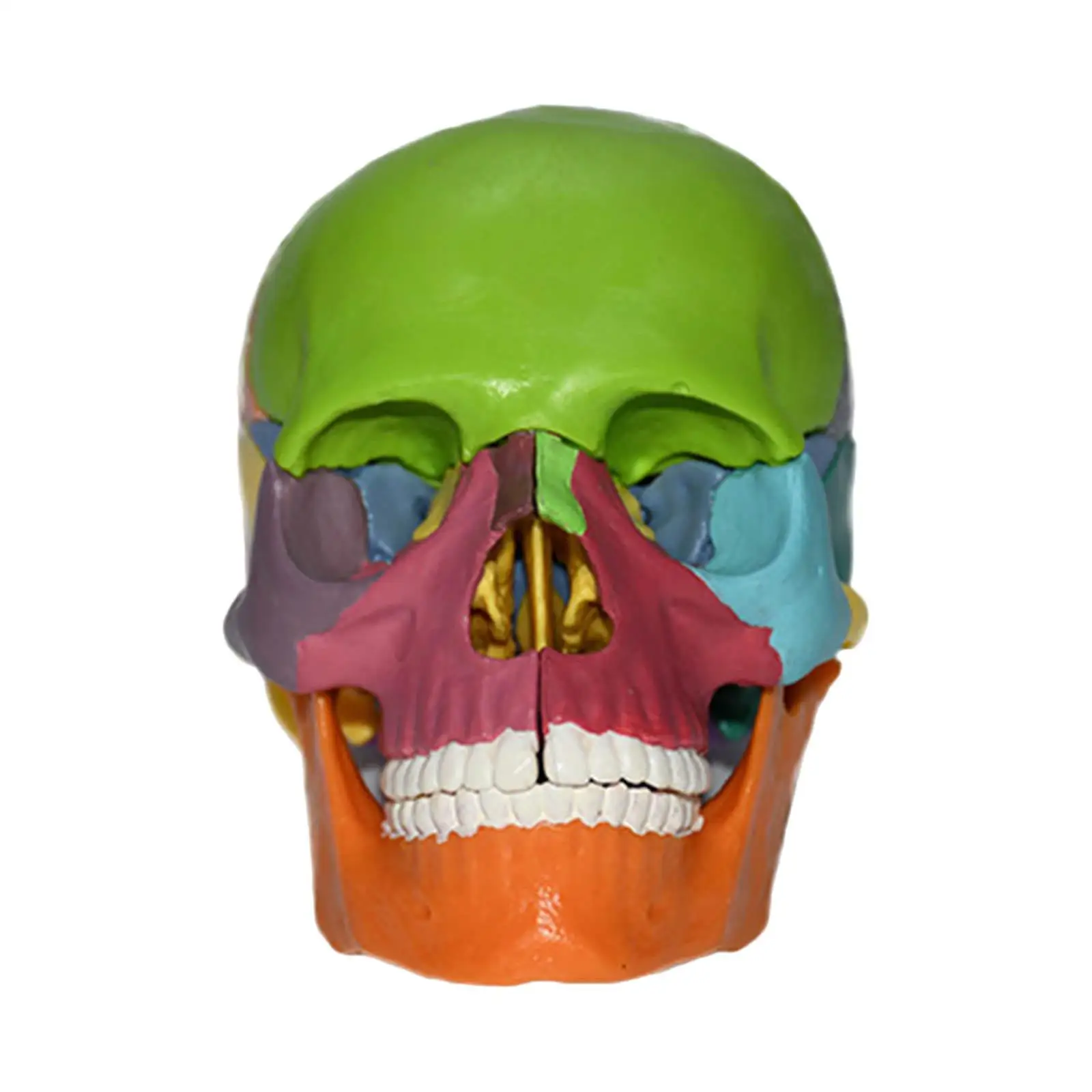 

Exploded Skull Model Learning Puzzle Toy Teaching Equipment 1:1 PVC Model
