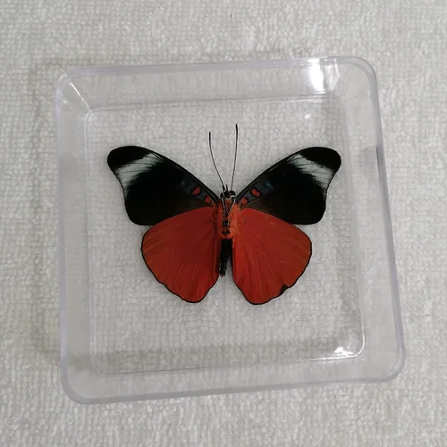 Butterfly Specimen Real Butterfly Specimen Insect Specimen Butterfly Shooting Props DIV Student Teaching Transparent Box Pack 