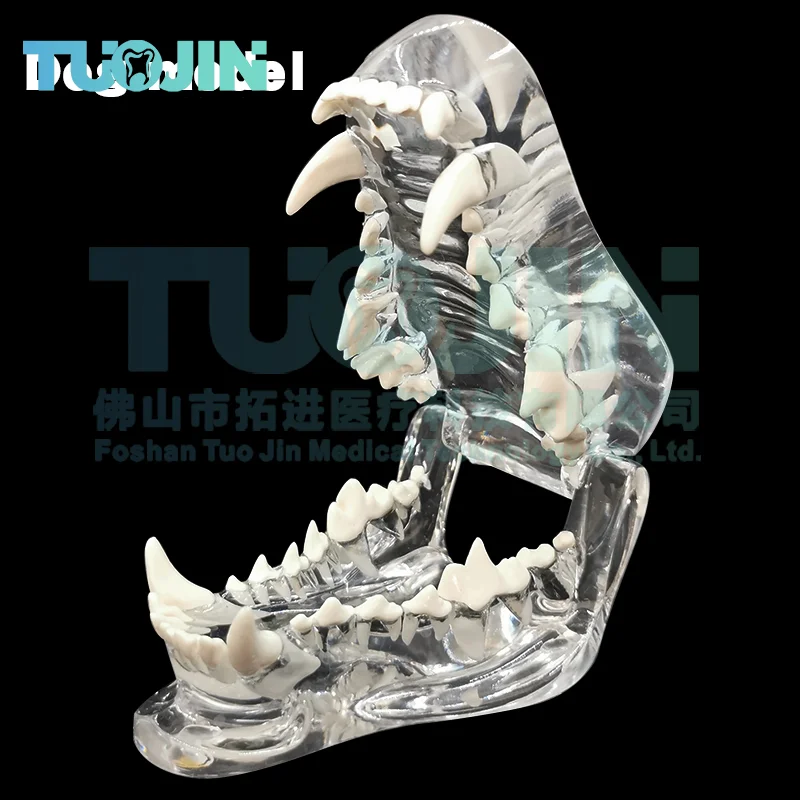 

Transparent Resin Dog Teeth Model Canine Dental Modeling Medical Simulators Professional Dental Model For Students Training