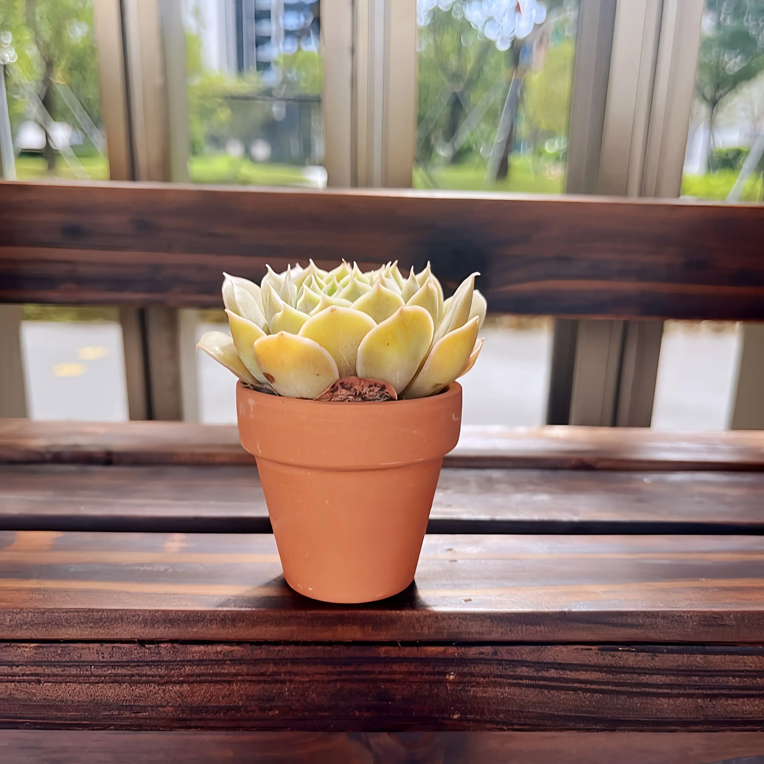 24 Piece Set of 2.5'' Terra Cotta Succulent and Cactus Planters with Drainage Hole - Ideal
