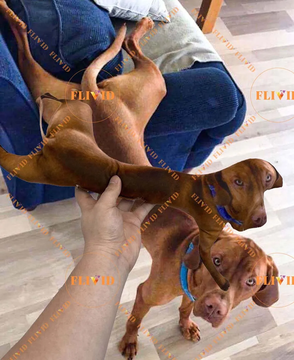 Custom Pet 3D Shape Pillow,Hot Ugly Cat/Dog Zany Pillow,Personalized Pet Pillow from Photo,Pet Loss Memorial Gift,Pet Lover Gift 4