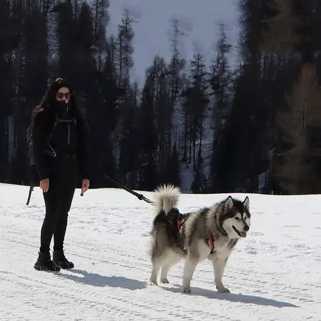 Dog Outdoor Sled Chest Strap Dog Weight Training Traction Strap Husky Samo Snowboard Traction Rope 4