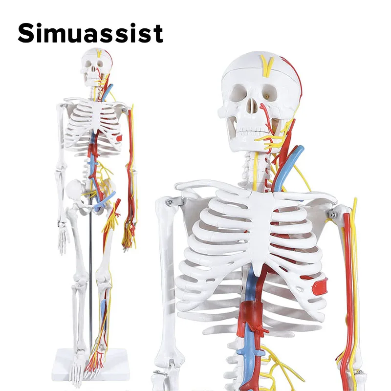 Anatomical Model 1/2 Life Size 85cm Human Skeleton Include Nerve Blood Vessels,Heart Medical Science Teaching Resource