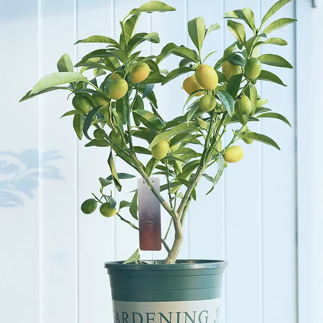 100Db Növényi Címkék Alumínium Vízálló Uv-Os Kertészeti Üzem - Image 4