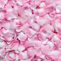 24 Pink with White