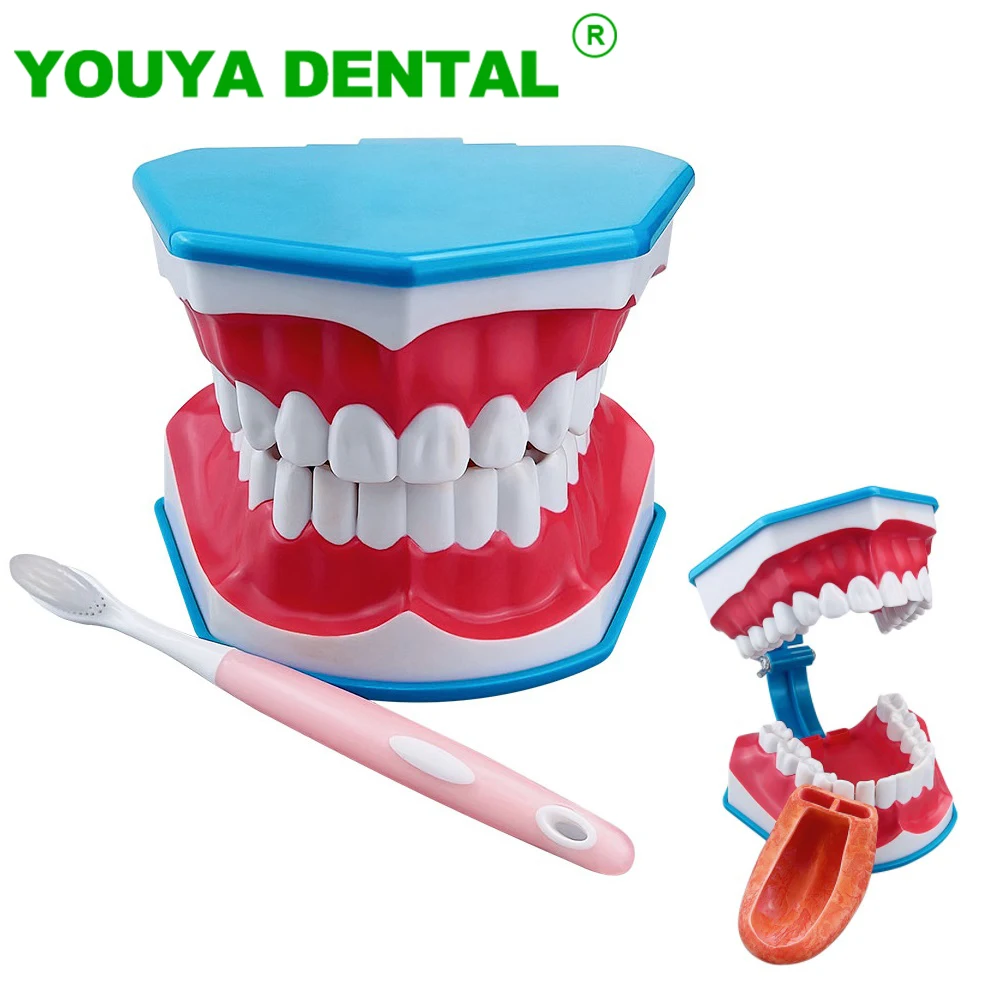 

Dental Teaching Model Standard Teeth Typodont Dentist Brushing Teeth Study Education Demonstration Tools With Toothbrush