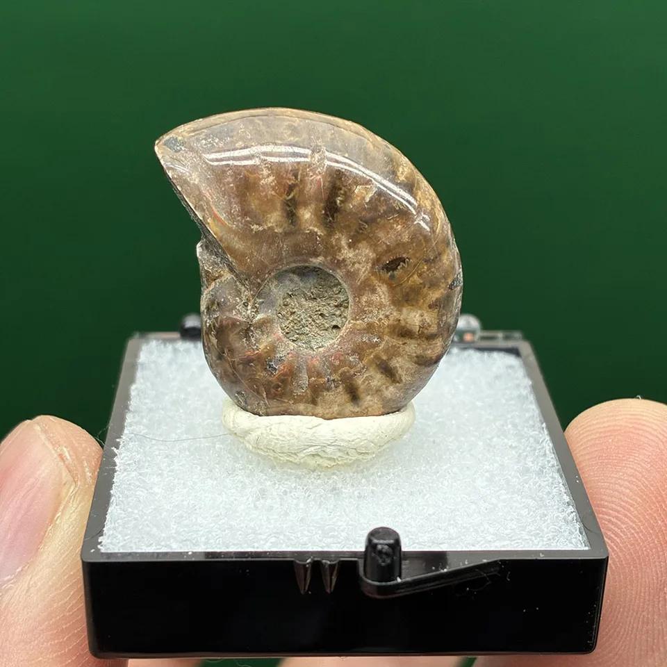 A1-4A マダガスカル アンモライト ネジ化石形成鉱石コレクション色石と