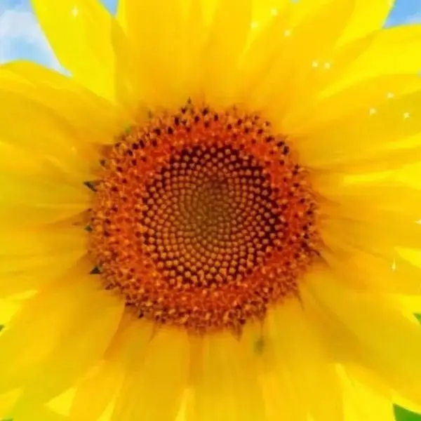Sunflower.. Store