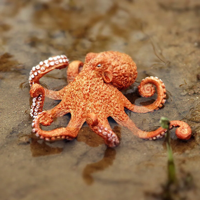 Toddmomy Oktopus Wachstumszyklus Modell - Lehrspielzeug Für Kinder & Unterricht