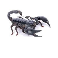 Real Beetle Blue Alien Scorpion Specimen Tarantula Giant Rainforest Insects Steam Beetle Collection Photography Home Decor 2