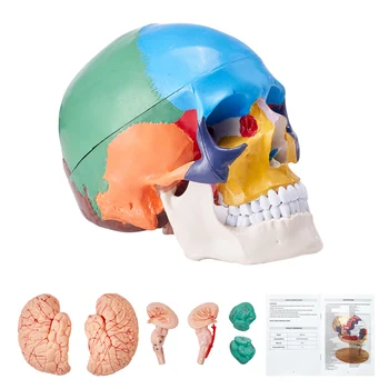 VEVOR Life-Size Human Skull Model 1