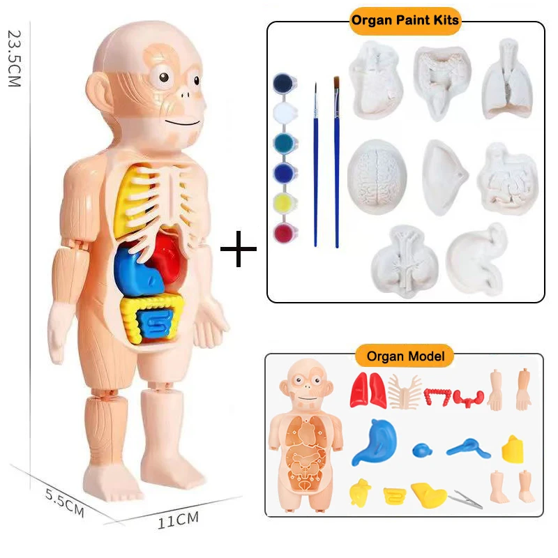 emocional desfile Colapso Rompecabezas 3d Montessori para niños, modelo de ensamblaje de anatomía del cuerpo  humano, herramienta de enseñanza de pintura de órgano, juguetes educativos  de aprendizaje| | - AliExpress