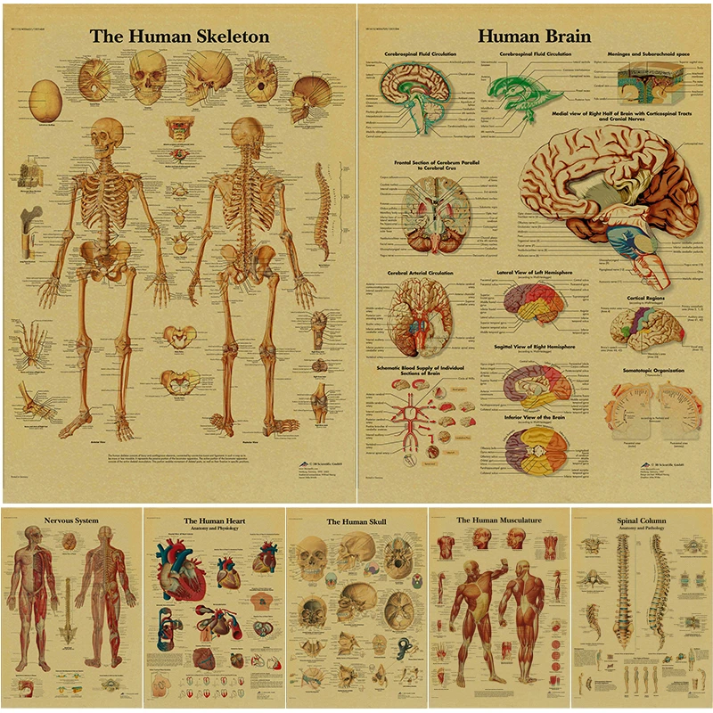 Vintage Medical Art Prints Poster Anatomy Physiology Vintage Anatomy Posters Painting