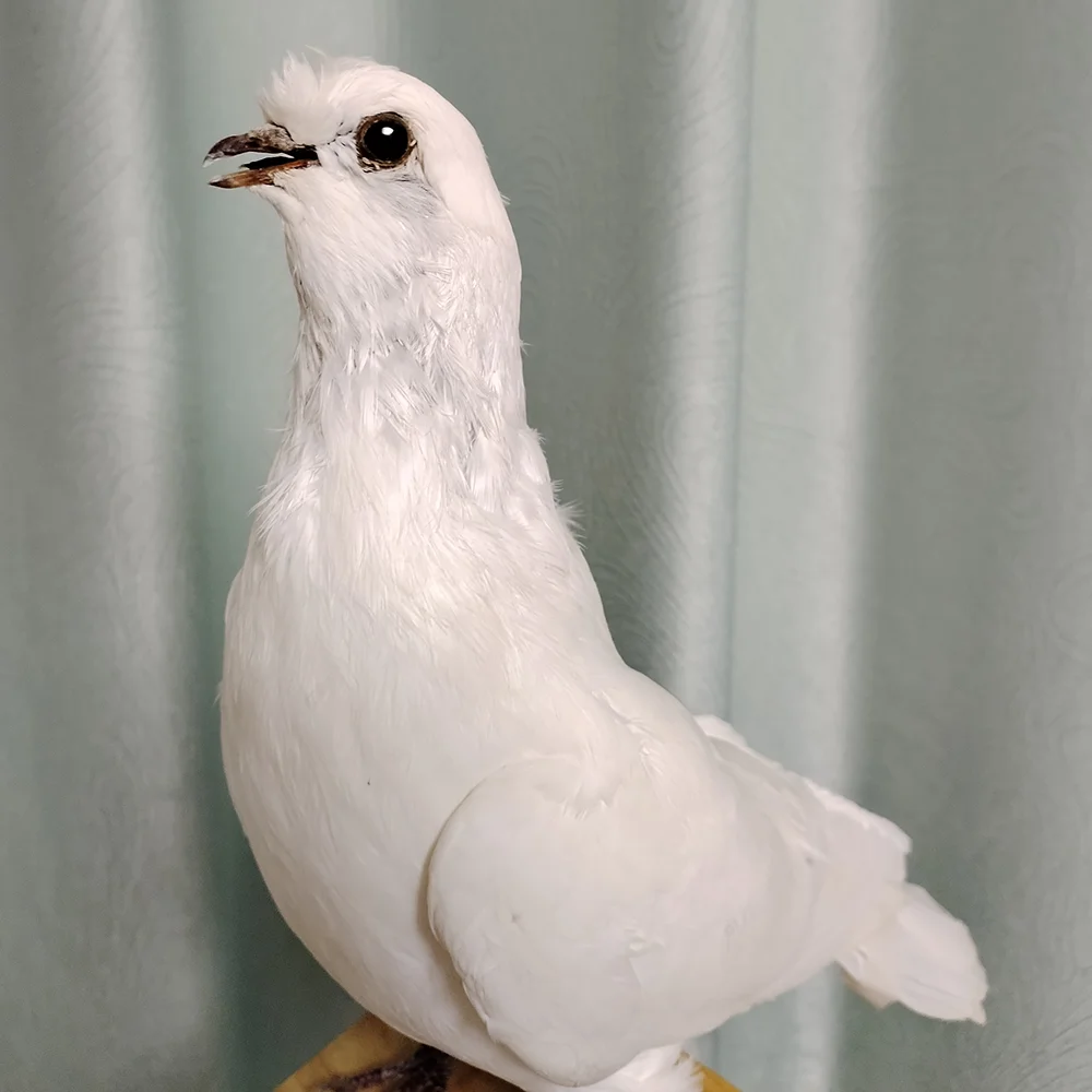 タキシデミー-本物の鳩の標本白い鳥、装飾品、科学、教育、家、庭