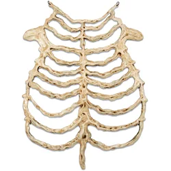 Halloween Skeleton Skull Breastbone Costume Accessory - 1pc (Bone Color)