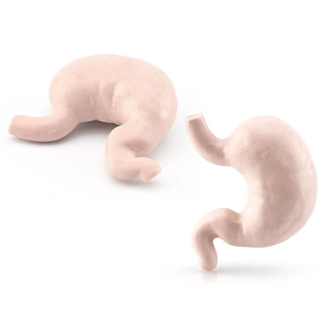 Human Torso Body Organ Miniature Anatomy Organs Model Education Montessori Toy Kiddie Boy Girl Collection Figurines 8PCS 4