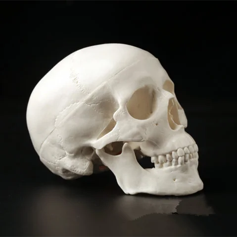 1Pc Mini Skull Human Anatomical Anatomy Head Medical Model for Doctors Chiropractors Acupuncturist Physical Therapist Human Skull Model