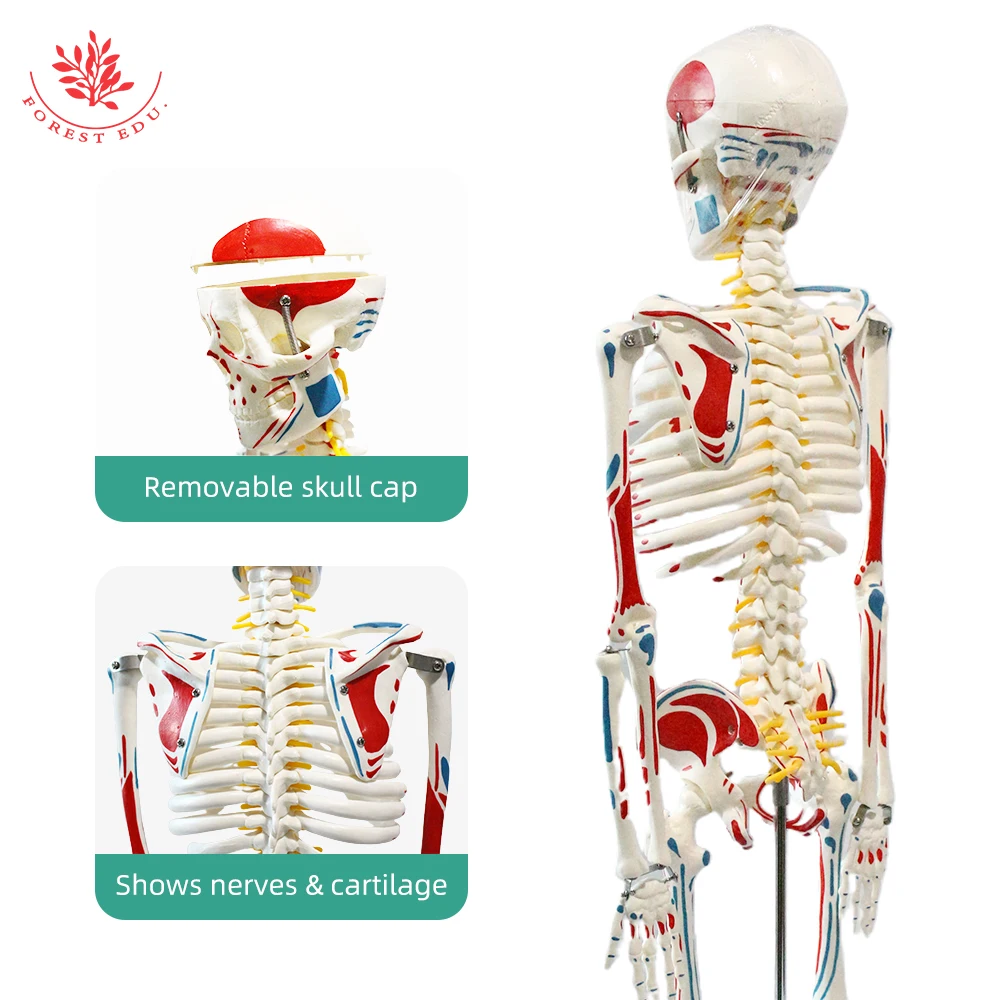 Human Anatomy Skeleton Model FRT008 85cm Whole Body Muscle Painted Include Spinal Nerve Roots and Carotid Artery Medical Science