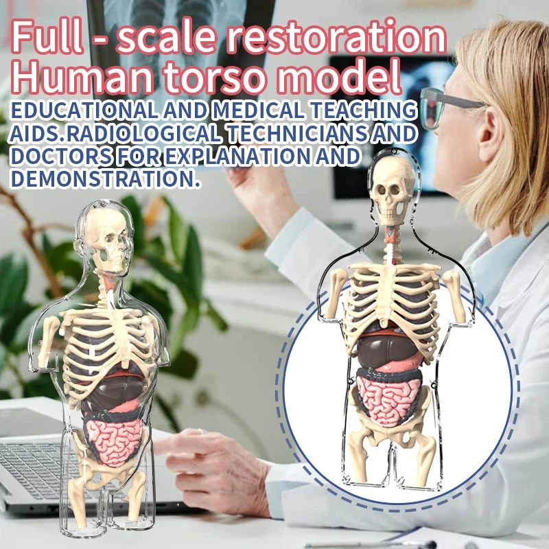Plastic Human Body Assembly Model Educational Toy for Kids