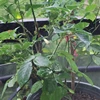 5-20M DIY Free Bending Universal Spray Kit Patio Misting Cooling Humidification Sprayer Garden Flowers Plant Watering Irrigation 4