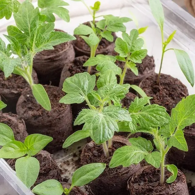 10 Tőzeg Pellet 30 Mm -Es Magvak Induló Talaj Palánták Sár Palánta Tálca Táplálkozási Blokk Kompressziós Tőzegblokk Óvodai - Image 3