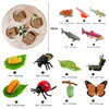 Animal Life Cycle Board Children Toys Montessori Teaching Aids Plant Animal Growth Cycle Model Set preschool cognitive Toys 6
