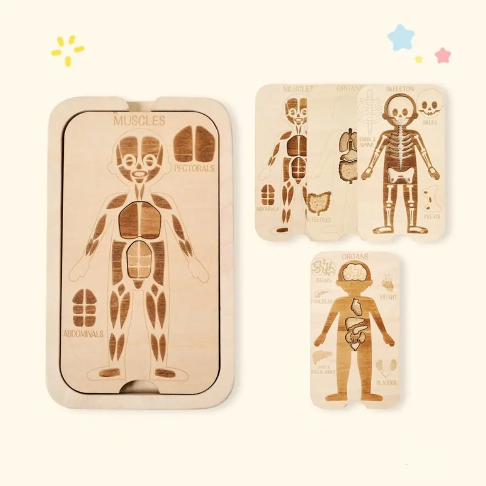 Jigsaw Design Montessori Jigsaw Puzzle Organ Model Educational Anatomy Organ Puzzle Learning Human Structure Human Structure