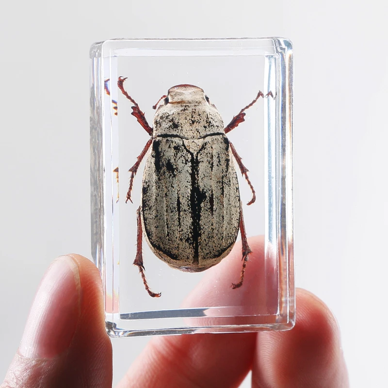 Real Insect Specimens In Resin – Butterflies & Beetles Collection For Science & Decor (Lobster)