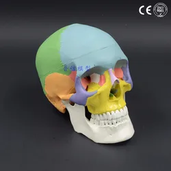 Vibrant Anatomical White Skull Replica with Removable Cap and Complete Dentition, Life - Size 21x15x19cm (Colorful)
