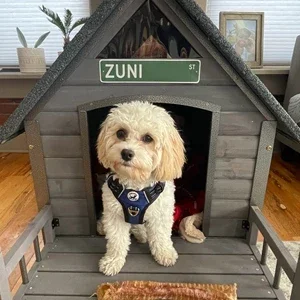 dog house