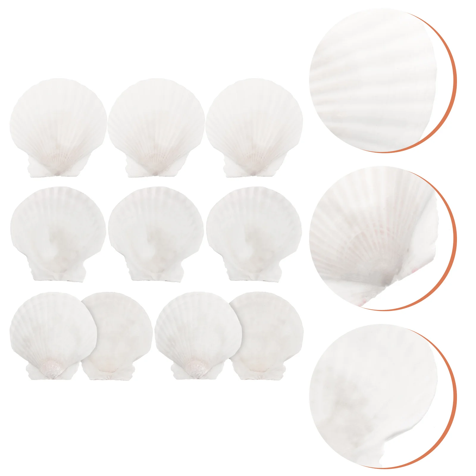 

10 Pcs Natural Shell Decoration Christmas Conch Adornment for Fish Tank Scallops Accessories Seashells Crafts DIY Beach Decors