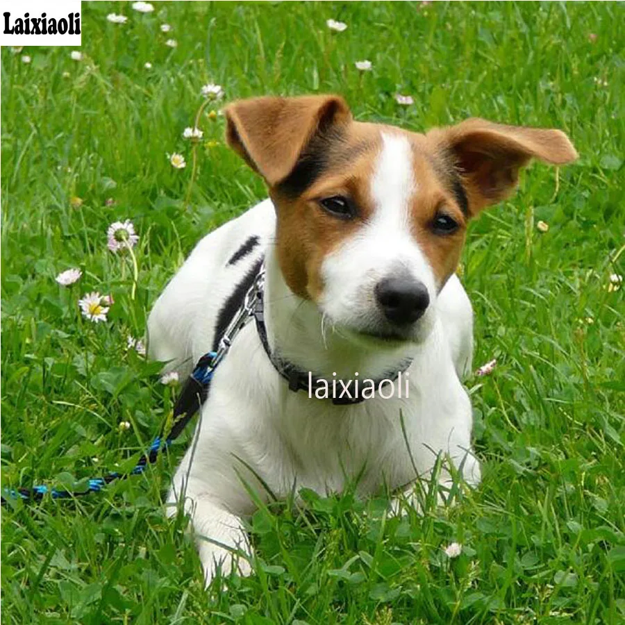 EPTIC Diamond Painting Jack Russell Terrier - Kit Fai Da Te 40x40cm - Cristalli Rotondi - 4