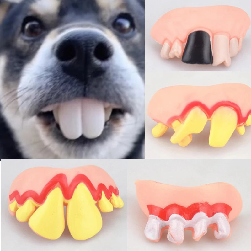 Can Dogs Have False Teeth