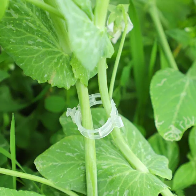 Növénytámogató Klipek A Kerti Paradicsom Zöldségszőlővel Egyenesen És Készítsenek Növényeket Zsinegklipek Szőlőbab Zöldségek Gyümölcsök Rózsa - Image 4