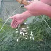Portable Foldable Automatic Fish Net Net Folded Fish Mesh Baits Trap Cast Crab Shrimp Cage Fishing Gadgets Mesh Fish Tool 3