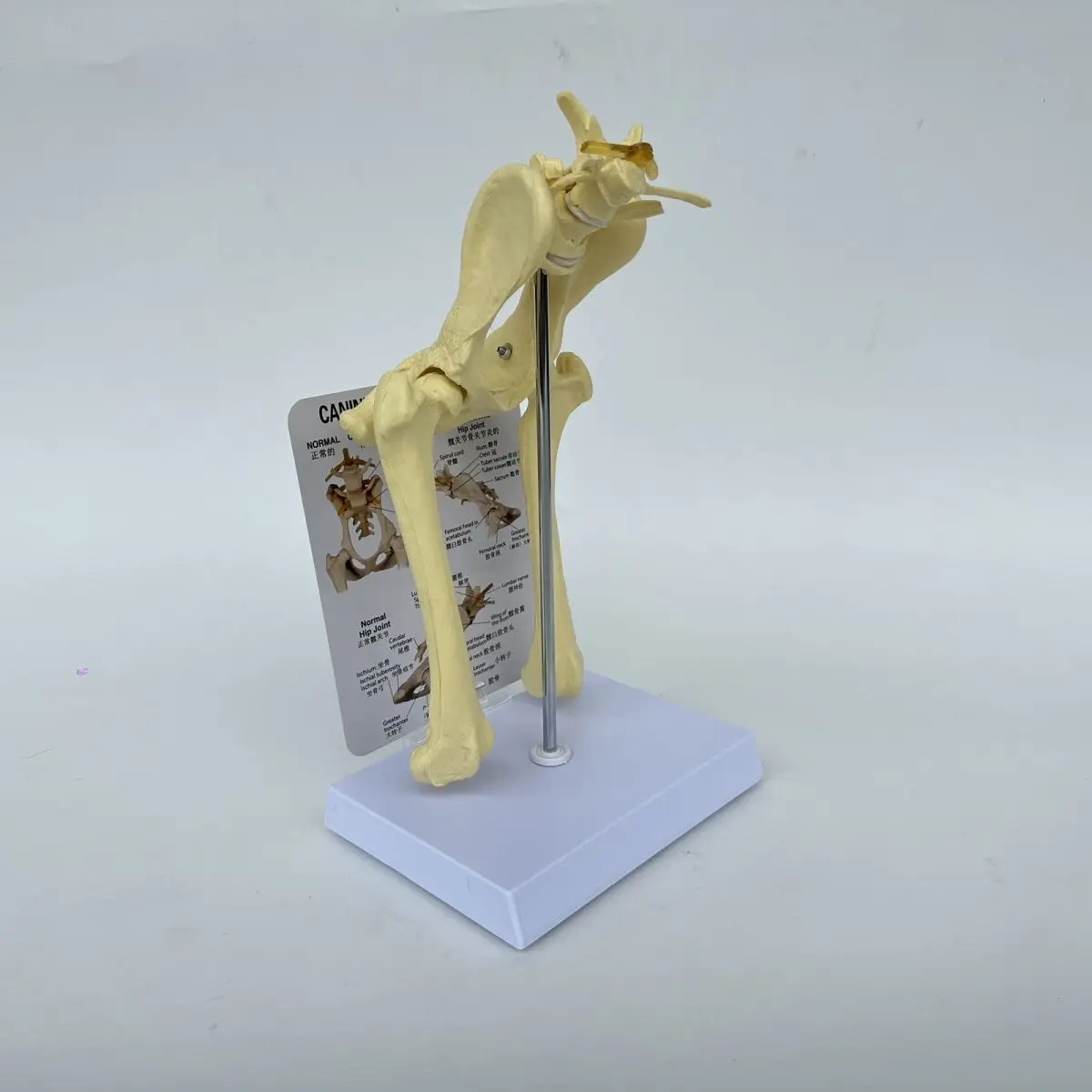 Dog hip elbow knee joint skeleton model, canine skeleton toy, animal bone anatomy, veterinary demonstration, pet hospital use