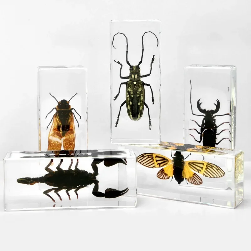 Resin Epoxy Real Bug Insect Specimen Large Tarantula Scorpion Taxidermy Clear Resin Centipede Insect Sample Bug Collection Decor resin starfish ornaments butterfly specimen