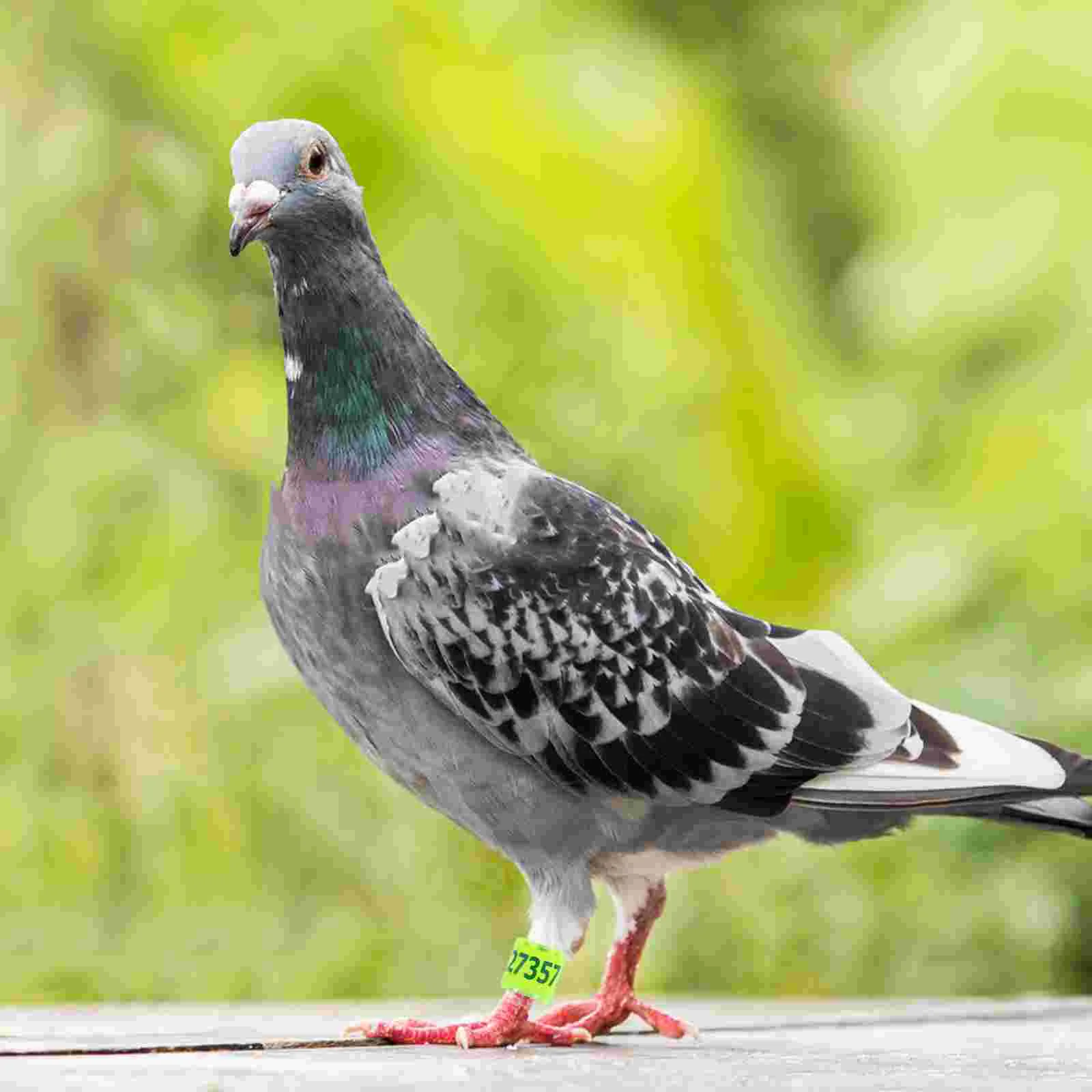 50 Pcs Leg Ring Homing Pigeon Anklet Bird Bands Aluminum Plastic Pigeons Foot Rings Frame