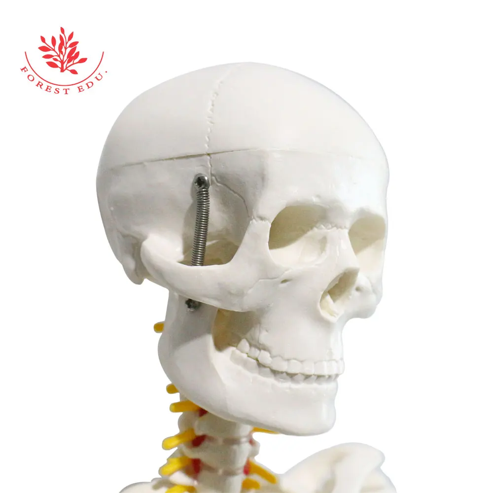 Medical Science Model of Human Skeleton with Spinal Nerve Root FRT005 Medical Teaching Usage