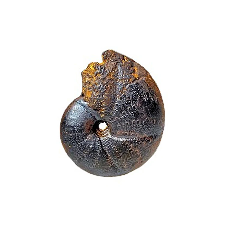 5Pcs Marine Life Fossils Ancient Raw Stones Cephalopoda Specimen Collection Decorations
