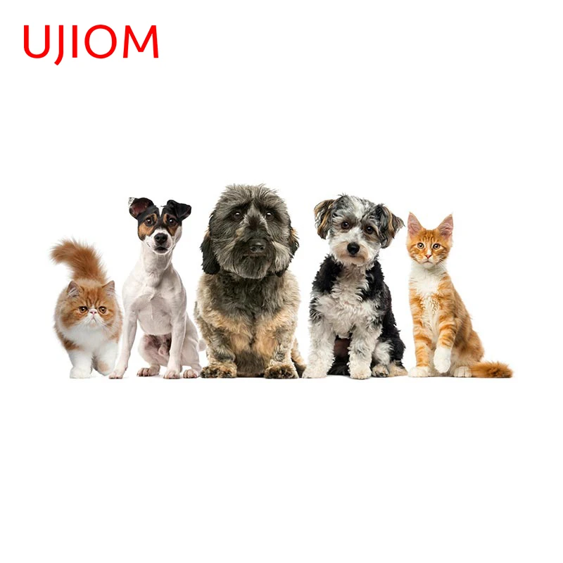 Why Do Dogs Scratch At Walls