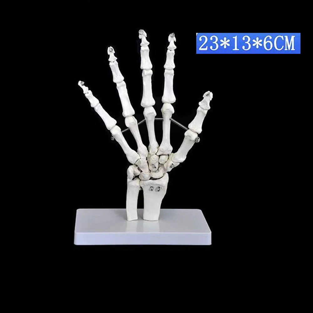 Medical Science 1:1 Human Palm Foot Skeleton Anatomy Model Student Teaching Resources Anatomia Humana Biologie Use Tools Kit anatomical models