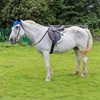 Horse Riding Ear Cover Breathable Meshed Horse Ear Shield Equestrian Horse Equipment Fly Mask Bonnet Net Ear Protector 4