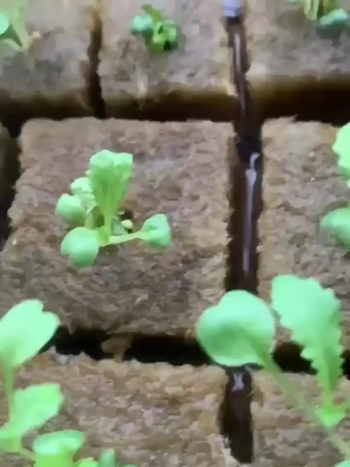 Кубики для рассады из роквола 50/100 шт