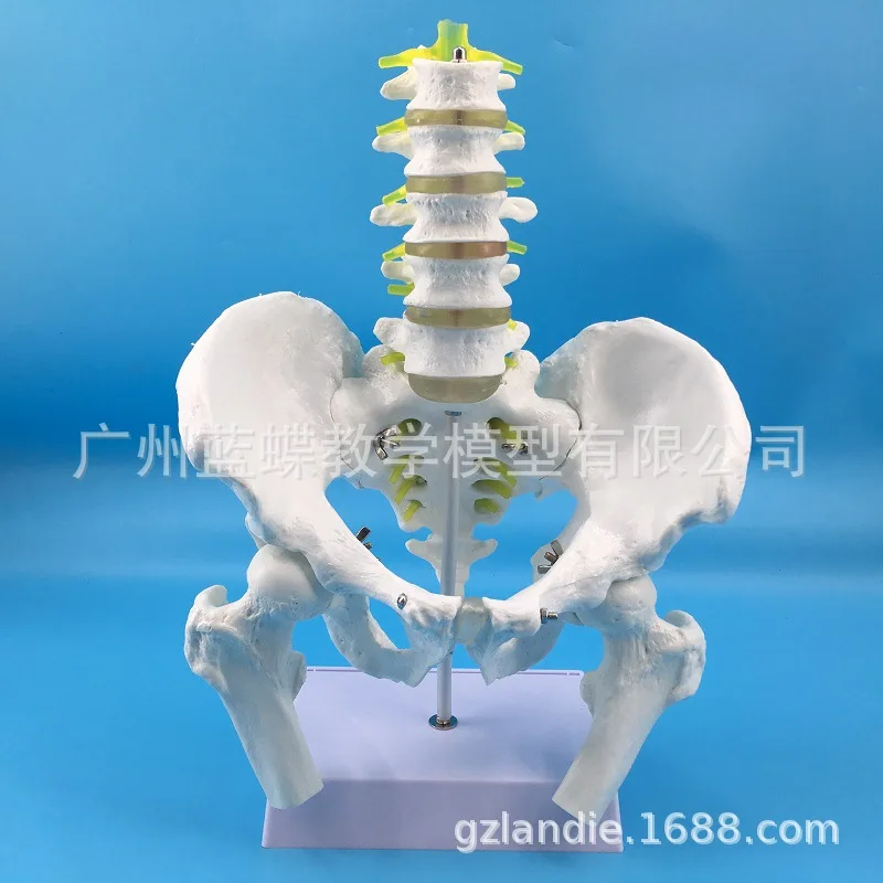 

1:1 Life Size Male Pelvis with Five Lumbar Vertebrae Femur hip tibia coccyx Medical Anatomical Teaching Skeleton Model