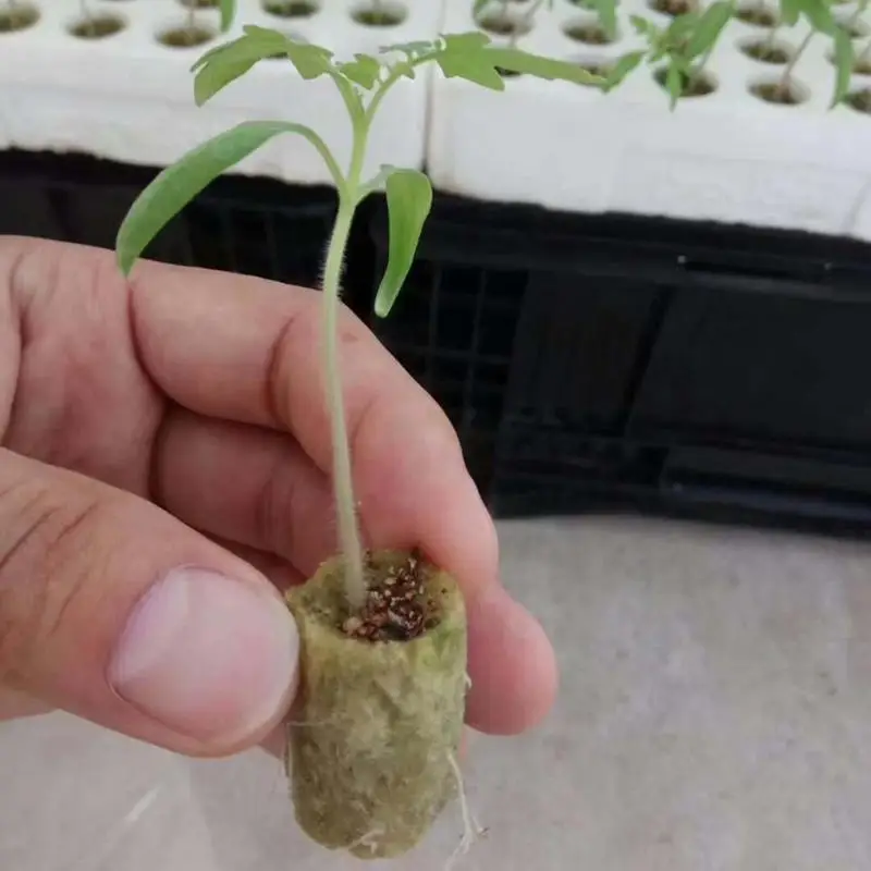 50pcs Starter Plugs Cubes Growing Medium Starter For Cuttings Cloning Plant Propagation And Seed Starting