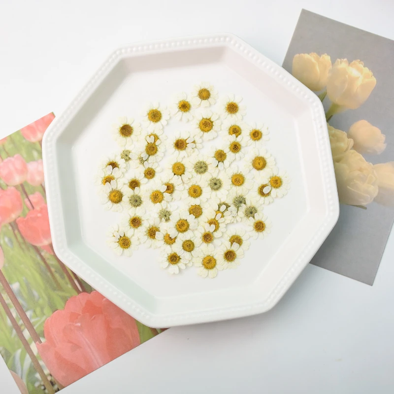 

1-2cm/24pcs,Pressed real Chamomile petals,dried flower DIY adhesive jewelry wedding party bookmark gift card flower petal makeup