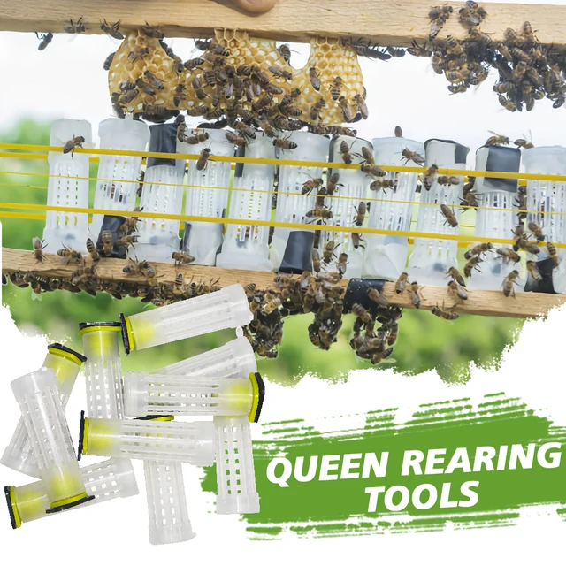 10 Darabos Méhészet Műanyag Queen Méh Mezőgazdasági Szerszámok Ketrec Új Király Tenyésztési Védelem Borító Lárva Cupkit Védőhenger Kellékek
