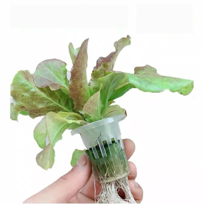 10pcs Hydroponic Planting Basket Air Permeable Seedling Raising Basin Plastic Planting Mesh Pots Garden Vegetable Soilless Grow